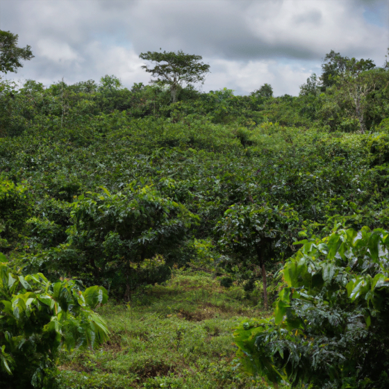 Café en Grains illy Espresso Sélection Costa Rica - 6 boîtes - 1,5 Kg