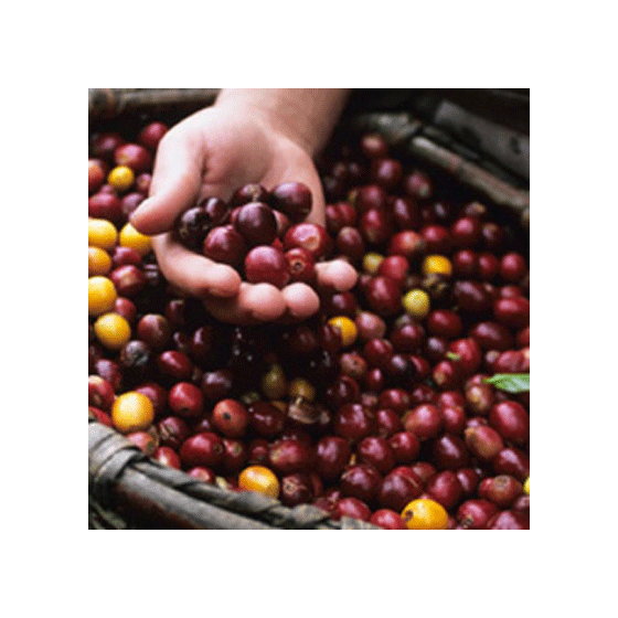 Café en Grains Bio Terra Etica Bolivie - 1 Kg