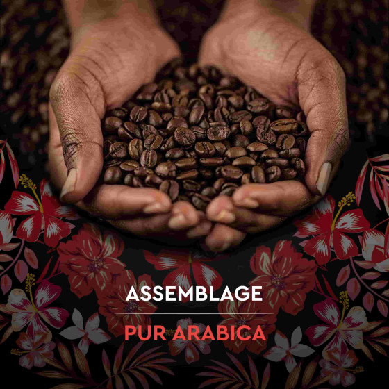 Café en Grains Bio Carte Noire Sélection Honduras - 500 gr