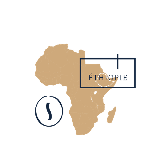 Café de Spécialité en Grains Bio Loutsa Éthiopie Habtamu - 3 paquets - 750 gr