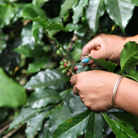 Café de Spécialité en Grains Loutsa Fazenda Rio - 250 gr