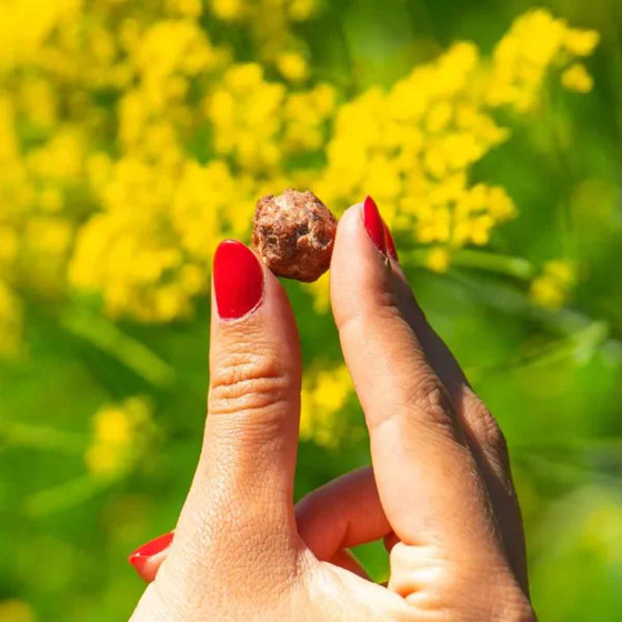 Noisette Torréfiée & Caramélisée La Chouchoutière - Boite distributrice de 200 chouchous