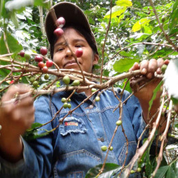 Café en Grains Bio Terra Etica Bolivie - 1 Kg