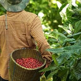 Café de Spécialité en Grains Bio Cafés Richard Moka d'Éthiopie Yrgacheffe Pure Origine - 250 gr