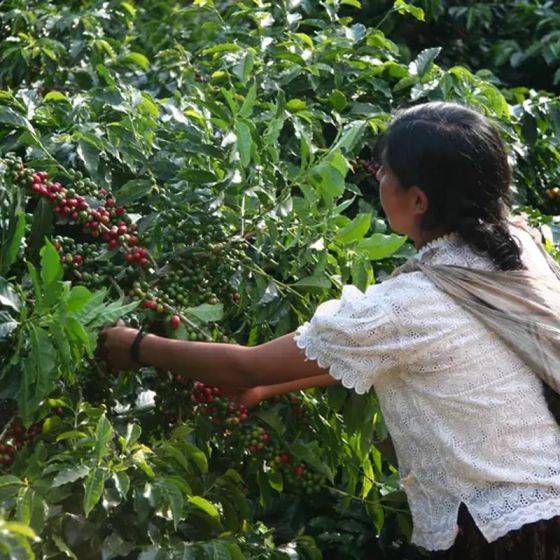Café en Grains Bio Cafés Richard Honduras Pure Origine - 1 Kg