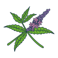 parfumverveine