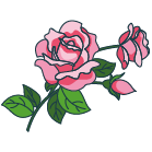parfumrose