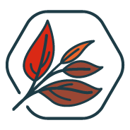 rooibos