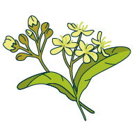 parfumtilleul