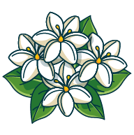 parfumjasmin