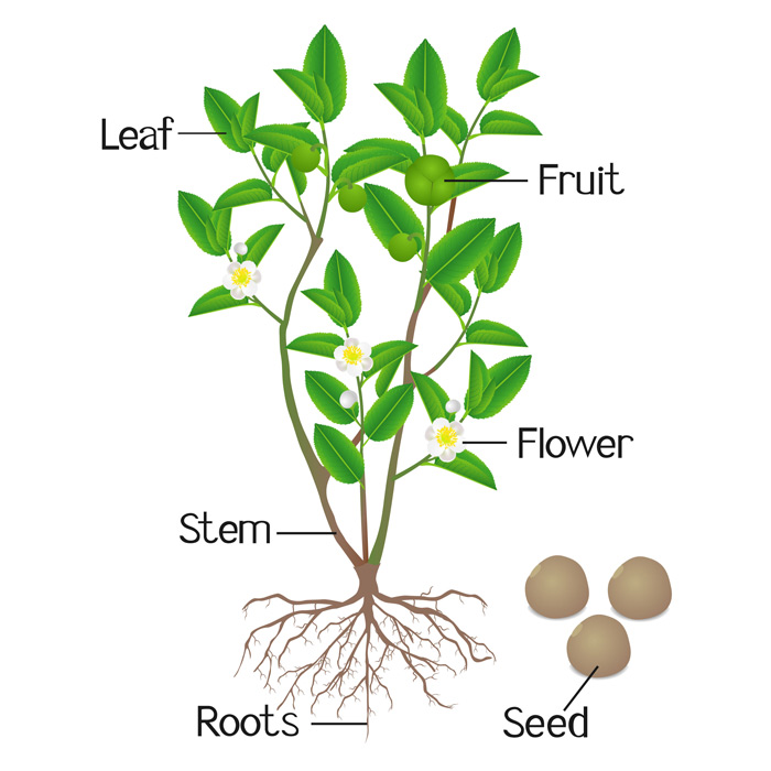 Plante à l'origine du thé