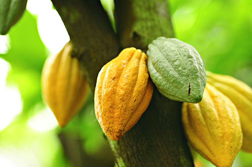 cabosse de cacoyer