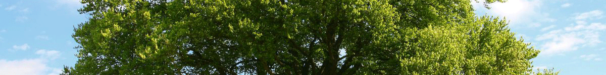 arbre