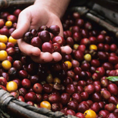 fruits du café