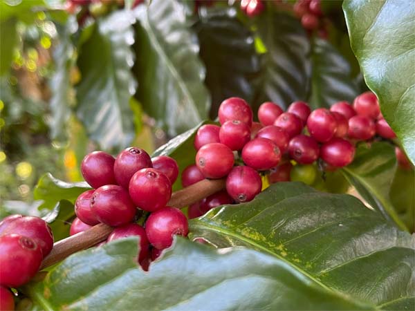 cerises de plantations café en grains lavazza