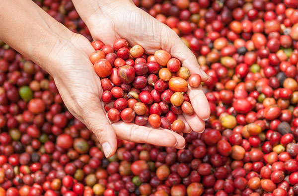 cerises de café 