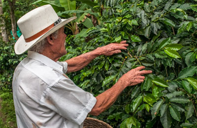 récolte du café en éthiopie