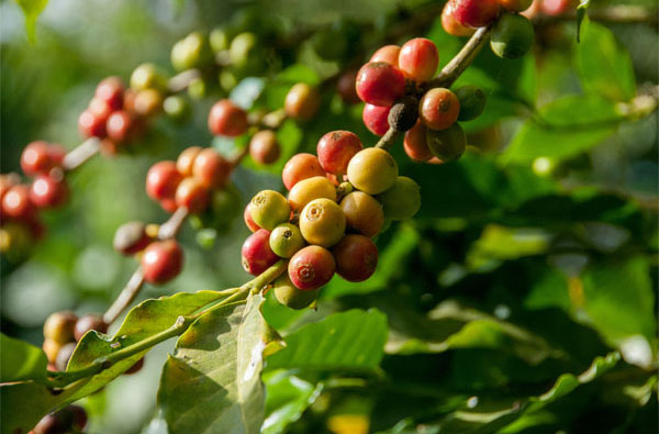 production de café grains robusta