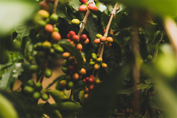 plante du café 