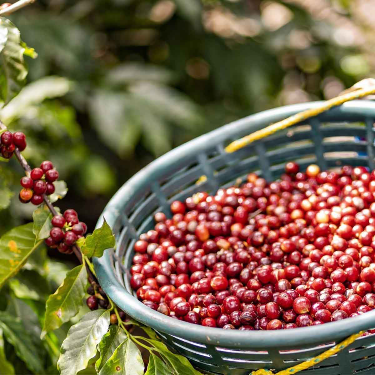cerises de café