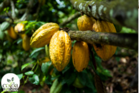 cacao de la marque révillon