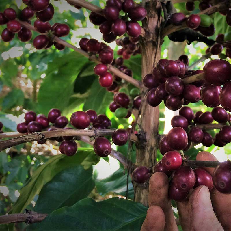 fruits du café