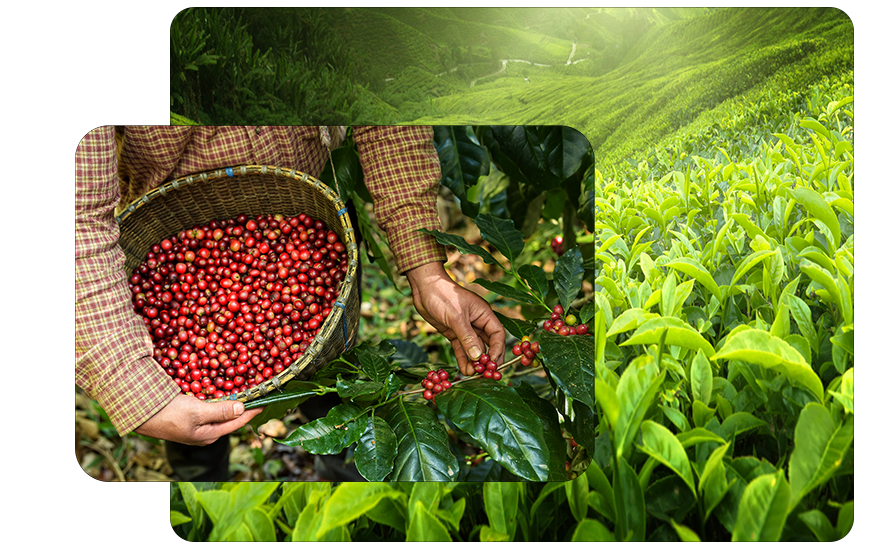 Sélection de blend ORUBIA