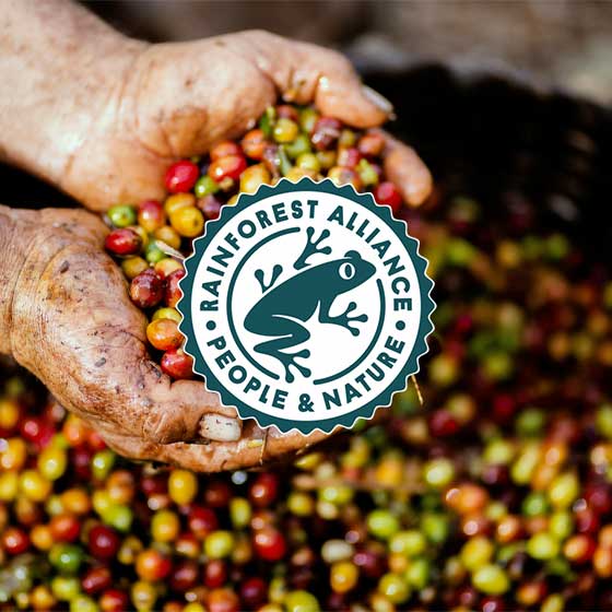 rainforest alliance