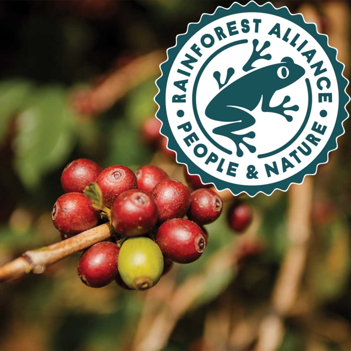café rainforest alliance
