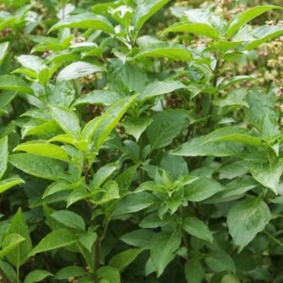 matcha dammann frères