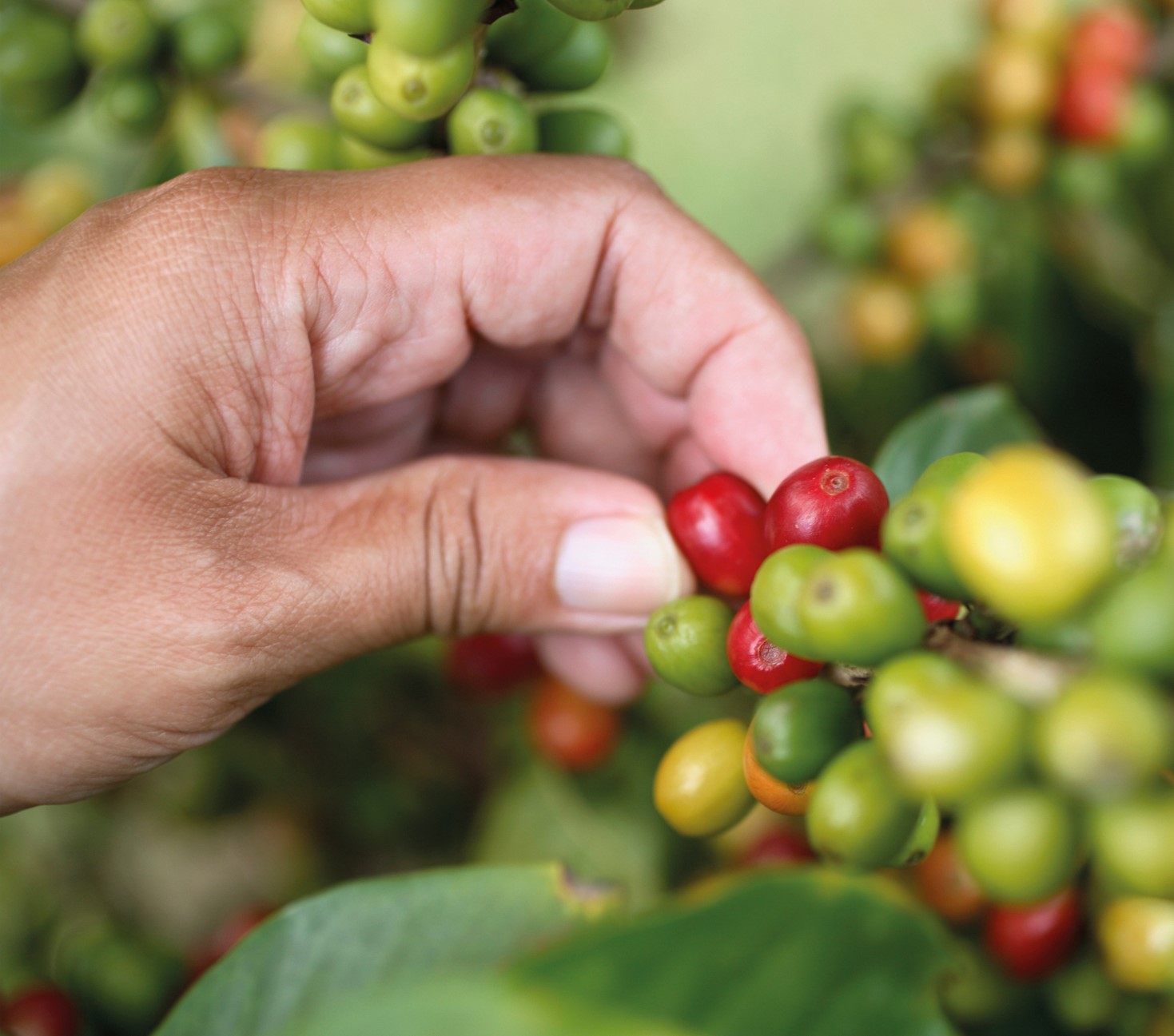 fruits du café