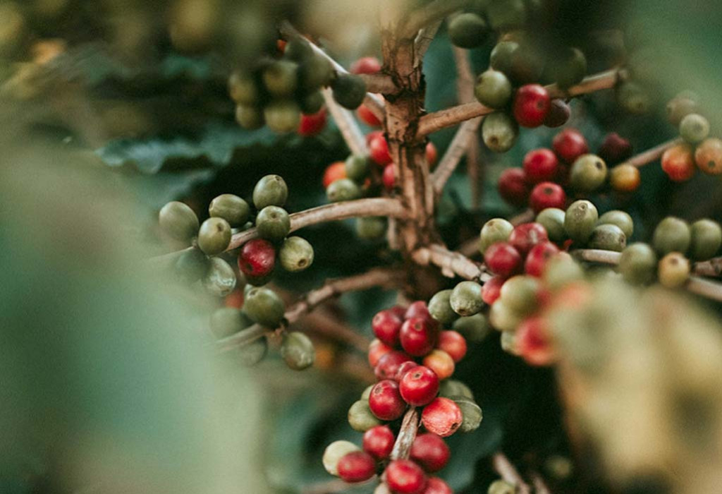 10 Graines De Caféier Arabica - Plante De Café Pour Jardin