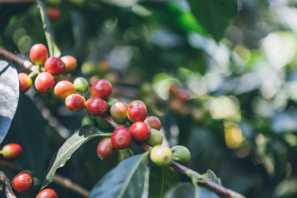 Comment le changement climatique transforme la culture du café ?