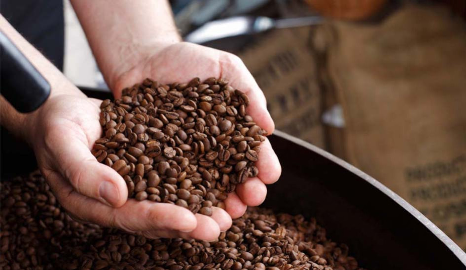 Café robusta : tout savoir sur cette variété de café