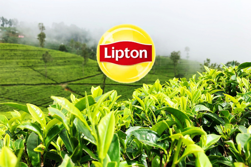 Lipton : une histoire de thé
