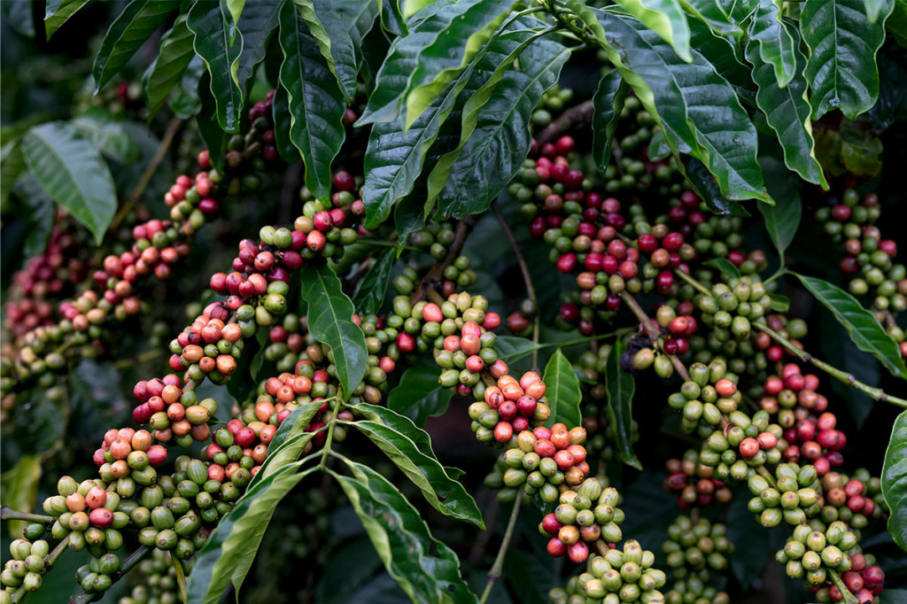 Arabica ou Robusta : quelles différences et quel café en grain choisir ? 