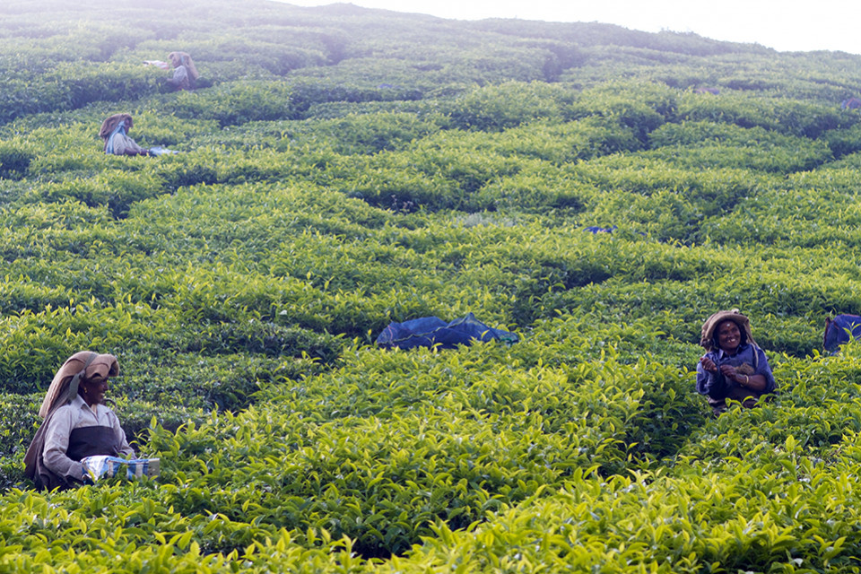 Combien de kilo de feuilles de thé sont cueillis chaque jour à Darjeeling ?