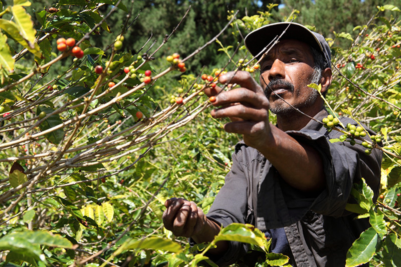 Café Arabica: Tout ce que vous devez savoir sur ce type de grain