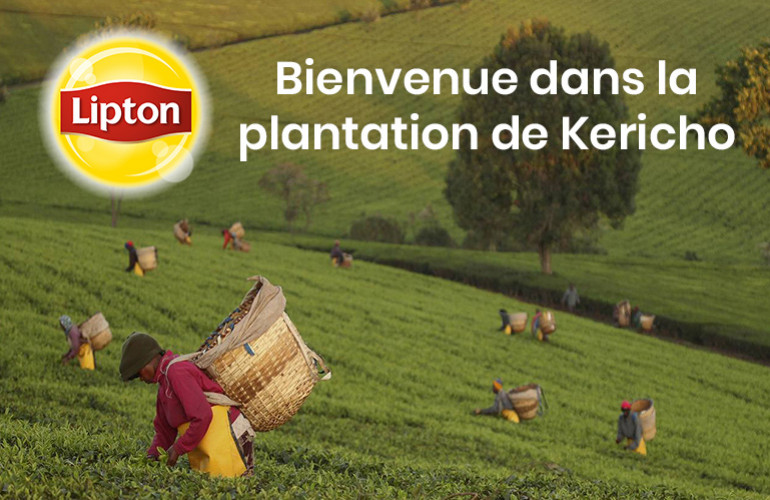 Découvrez la plantation de thé Kericho Lipton, labellisé Rainforest Alliance