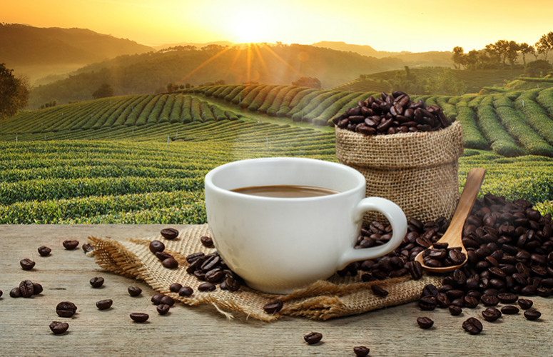 Tout savoir sur le café