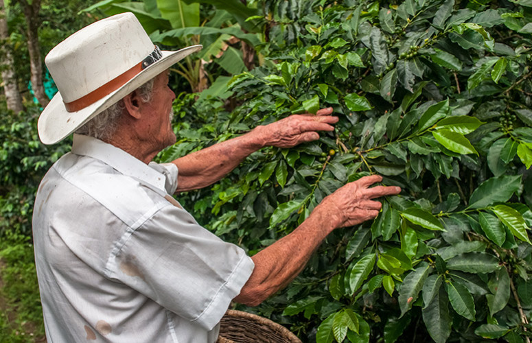 Tout savoir sur le café de Colombie
