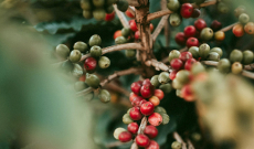 Tout savoir sur le caféier : La plante qui produit le café