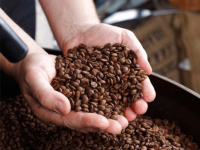 Café robusta : tout savoir sur cette variété de café