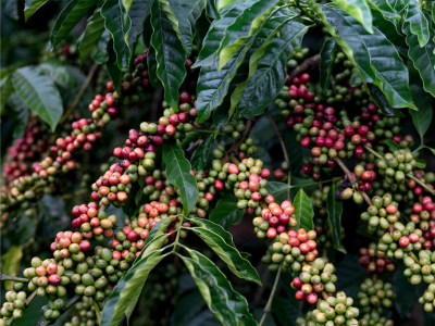 Arabica ou Robusta : quelles différences et quel café en grain choisir ? 