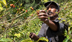 Café Arabica: Tout ce que vous devez savoir sur ce type de grain