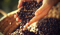 Les 8 meilleurs cafés en grains en 2026