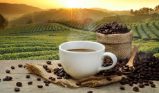 Tout savoir sur le café